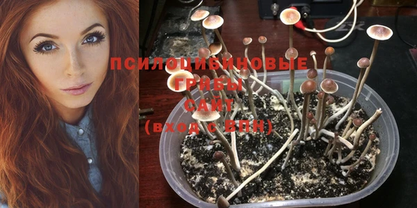 индика Медвежьегорск